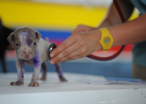 vet examining small puppy