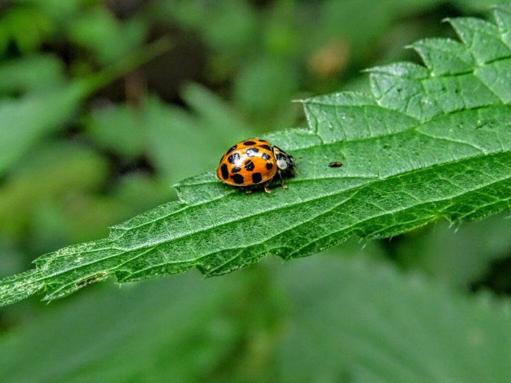 Close up shot of a ladybug on a leaf