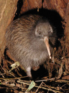 A kiwi bird sitting in sticks and leaves