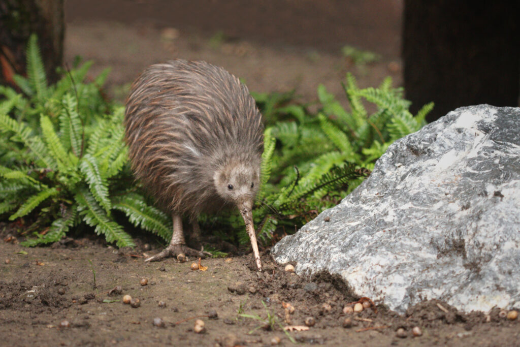 A kiwi idly inspects seeds on the ground next to a large rock